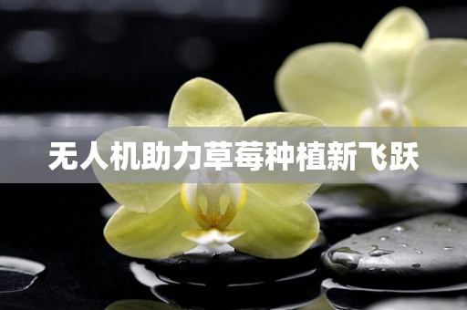 无人机助力草莓种植新飞跃