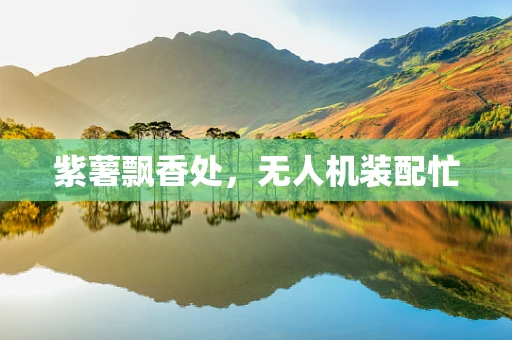 紫薯飘香处，无人机装配忙